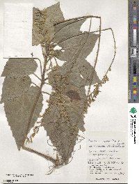 Ainsliaea macroclinidioides var. okinawaensis image