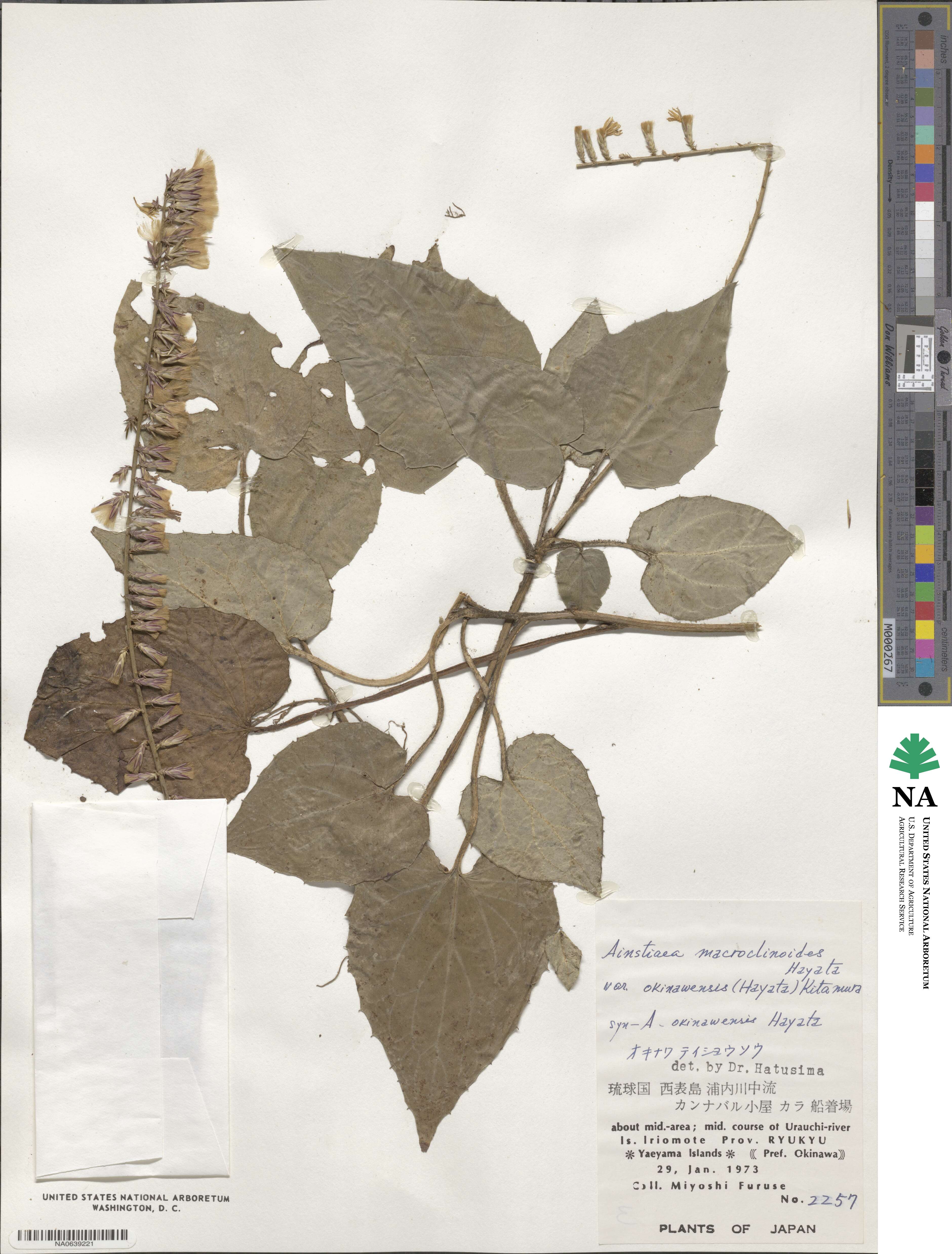 Ainsliaea macroclinidioides image