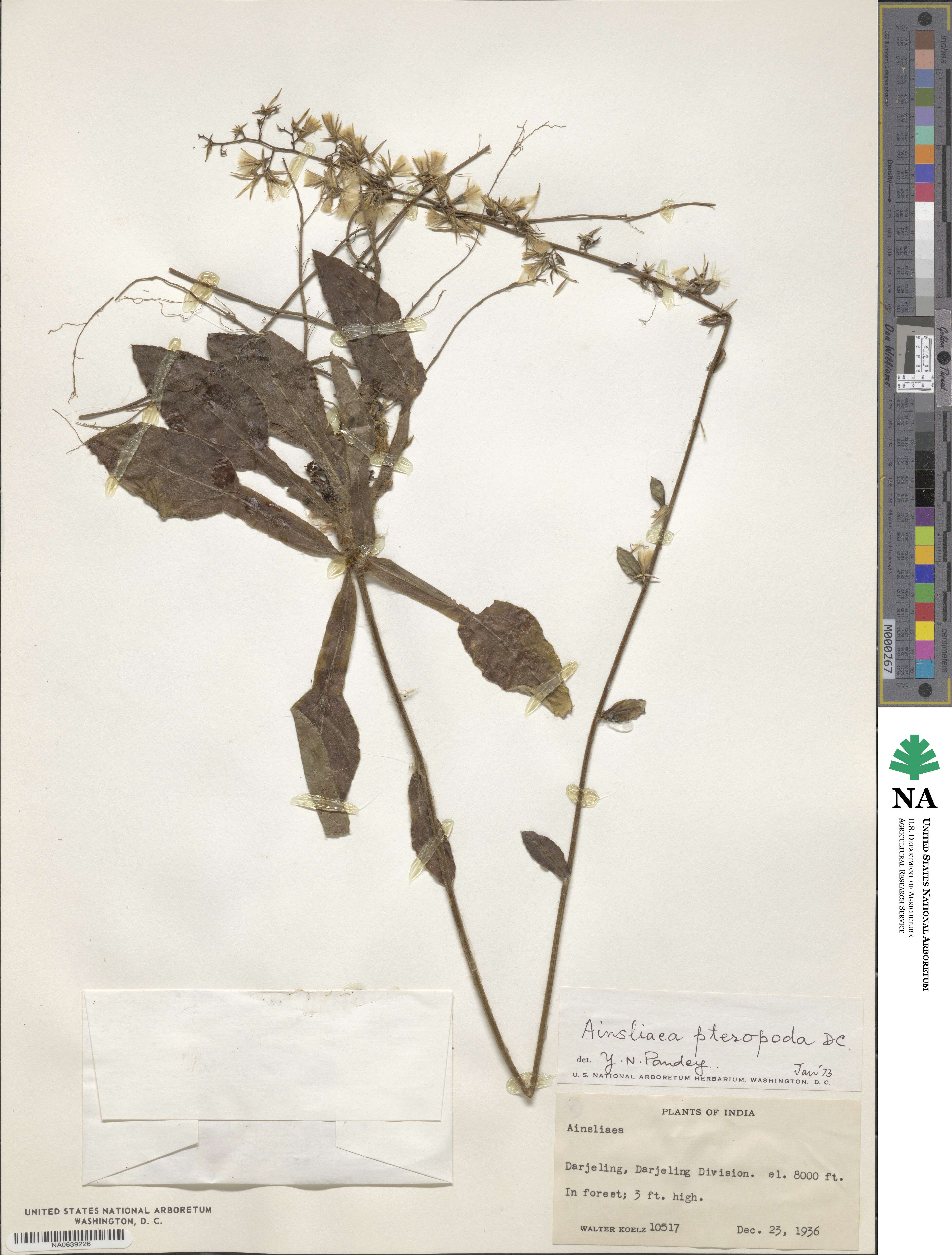 Ainsliaea latifolia image