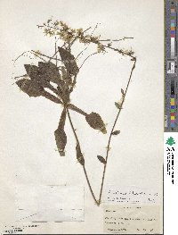 Ainsliaea latifolia image