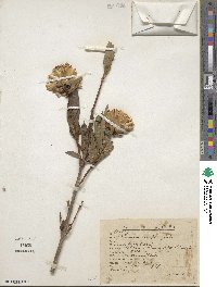 Dinoseris salicifolia image