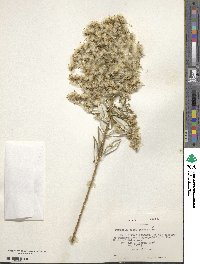 Spinoliva ilicifolia subsp. baccharoides image