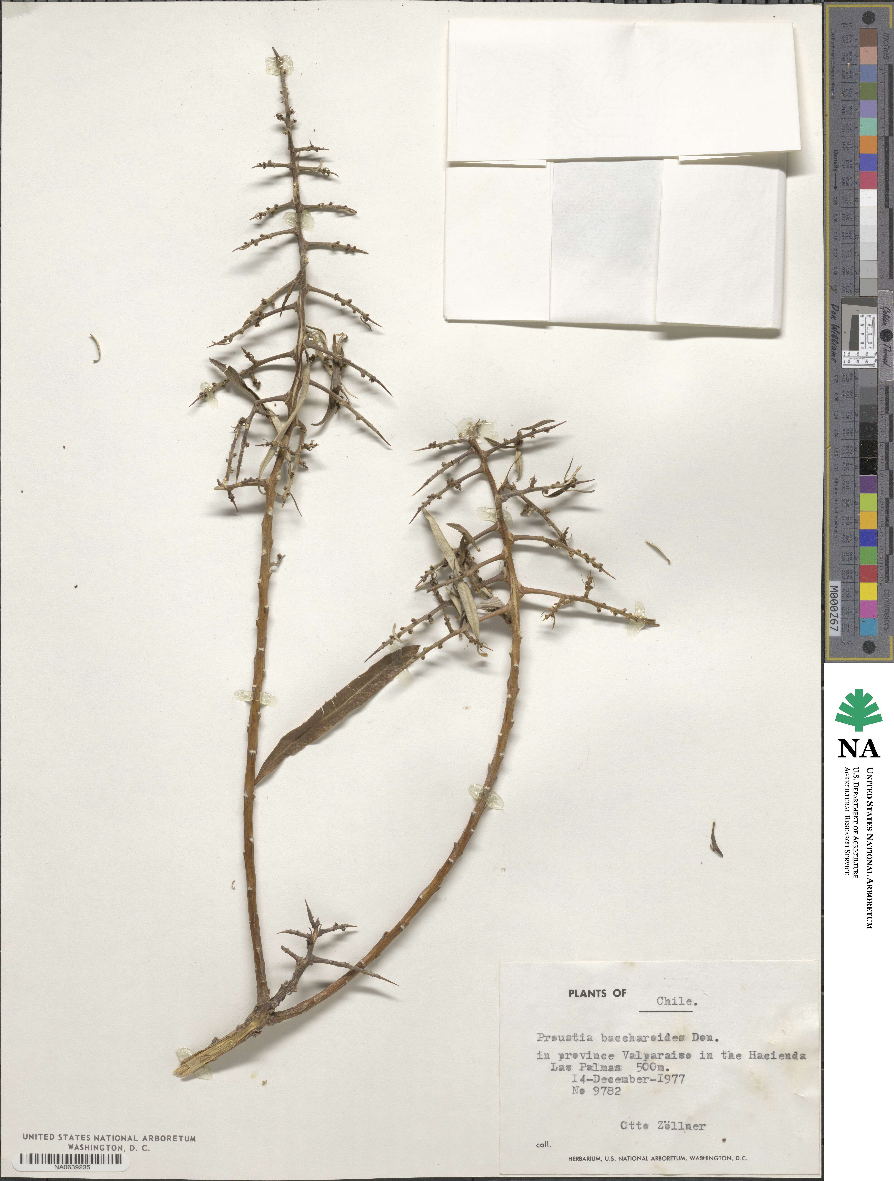 Spinoliva ilicifolia subsp. baccharoides image