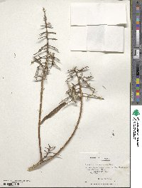 Spinoliva ilicifolia subsp. baccharoides image