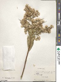 Proustia cuneifolia image