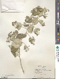 Proustia pyrifolia image