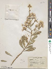 Proustia cuneifolia subsp. cuneifolia image