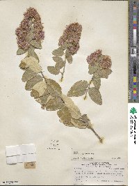 Proustia pyrifolia image