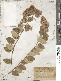 Proustia pyrifolia image