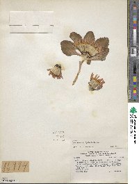 Pachylaena atriplicifolia image