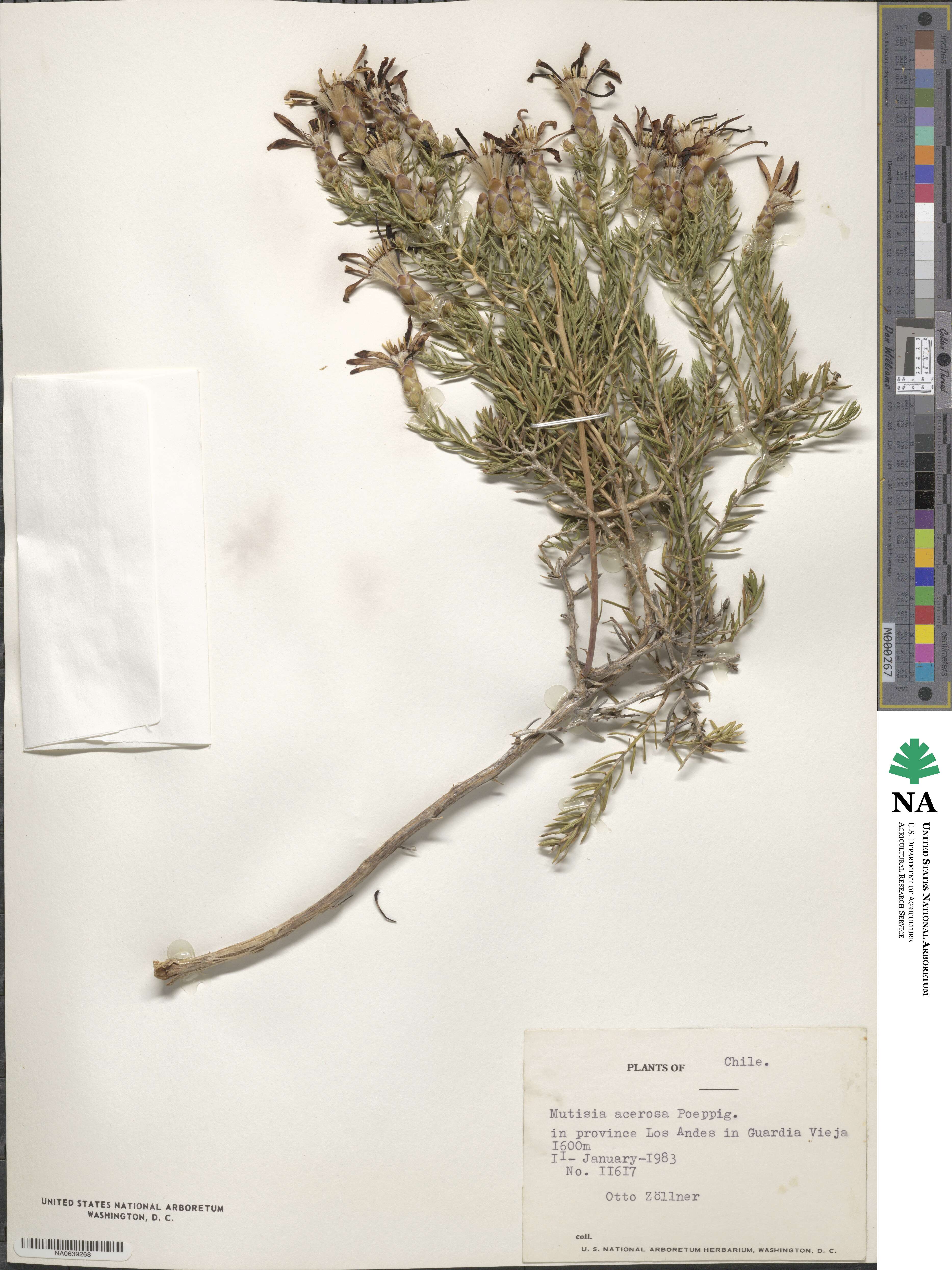 Mutisia acerosa image