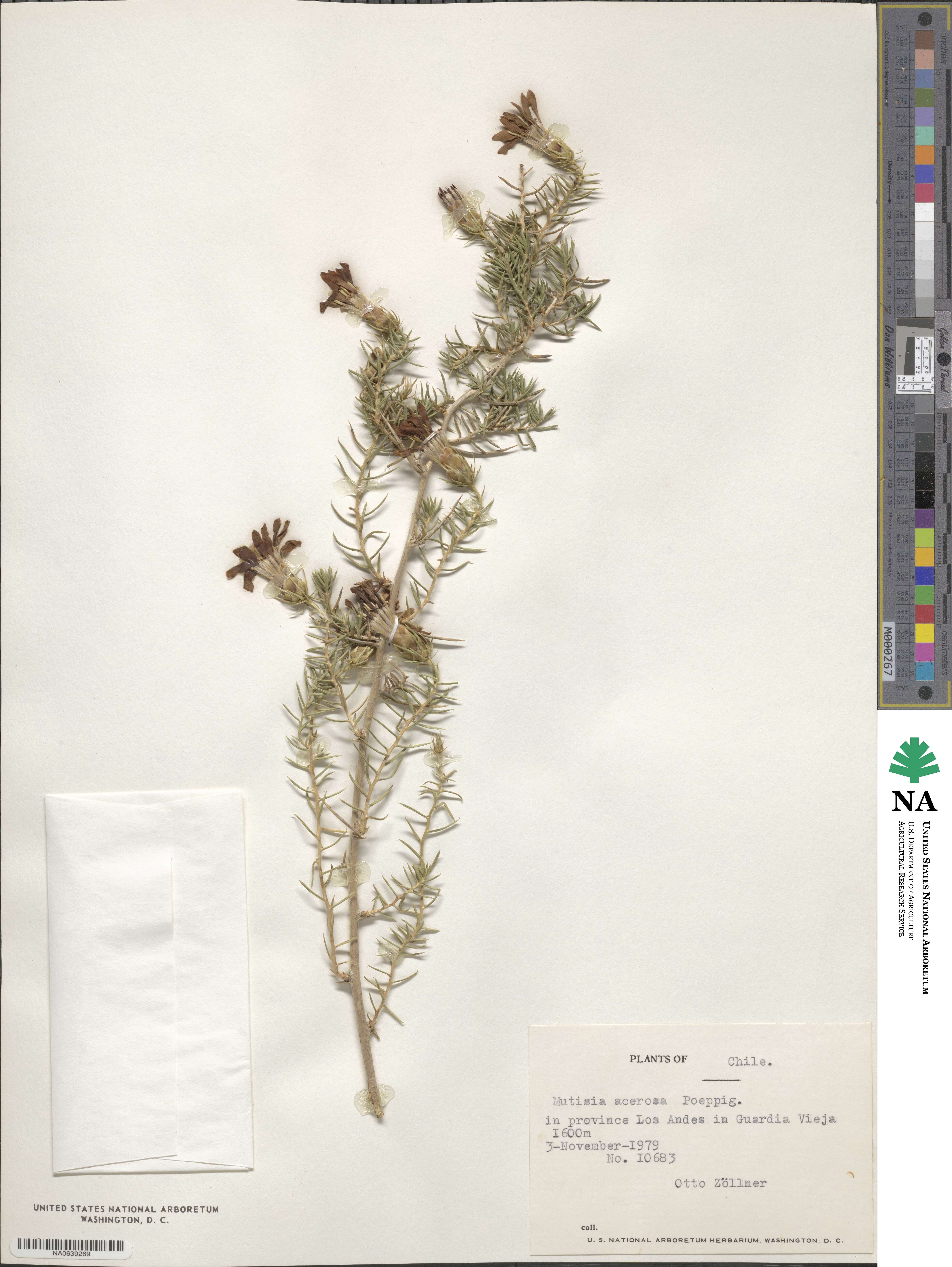 Mutisia acerosa image