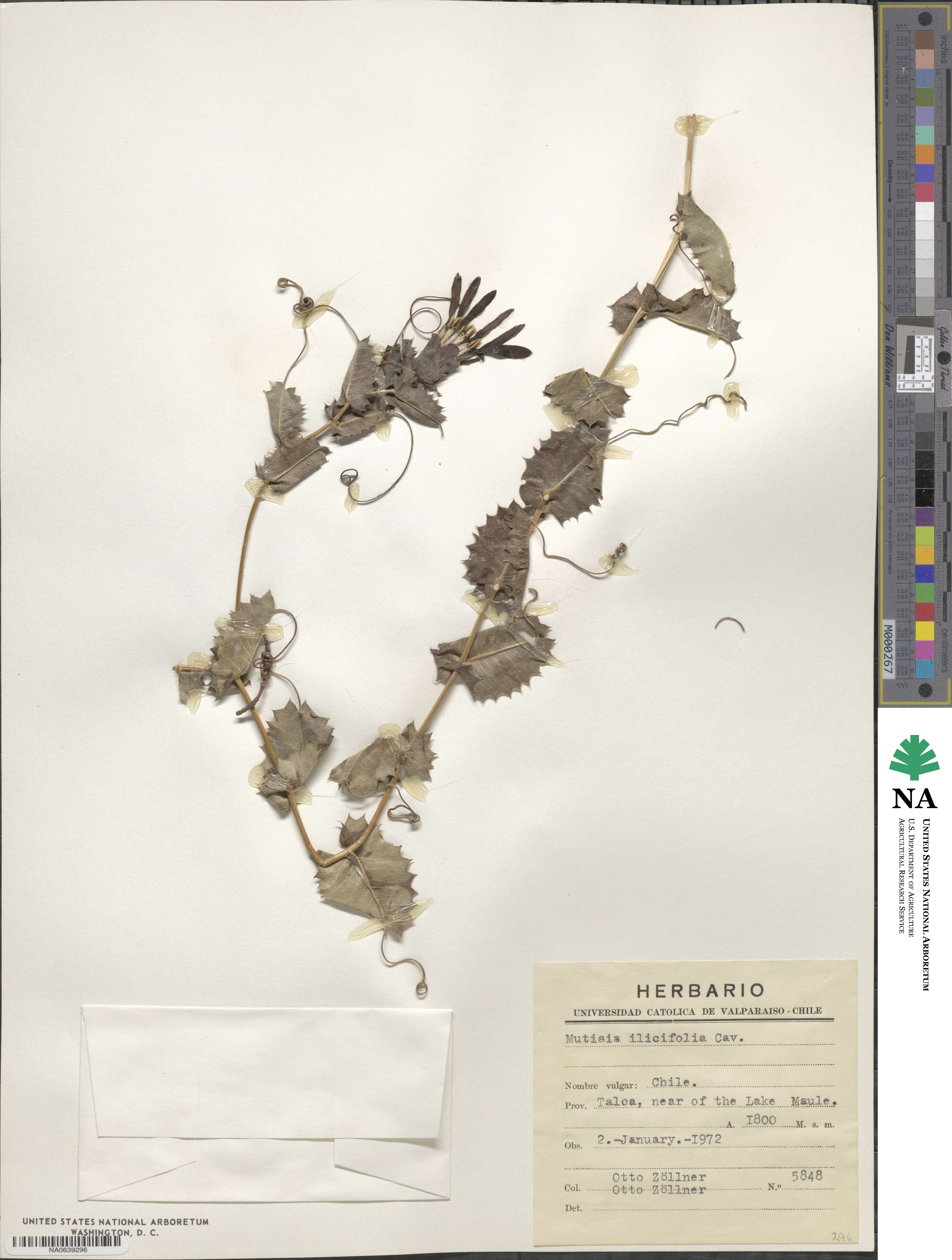 Mutisia ilicifolia image