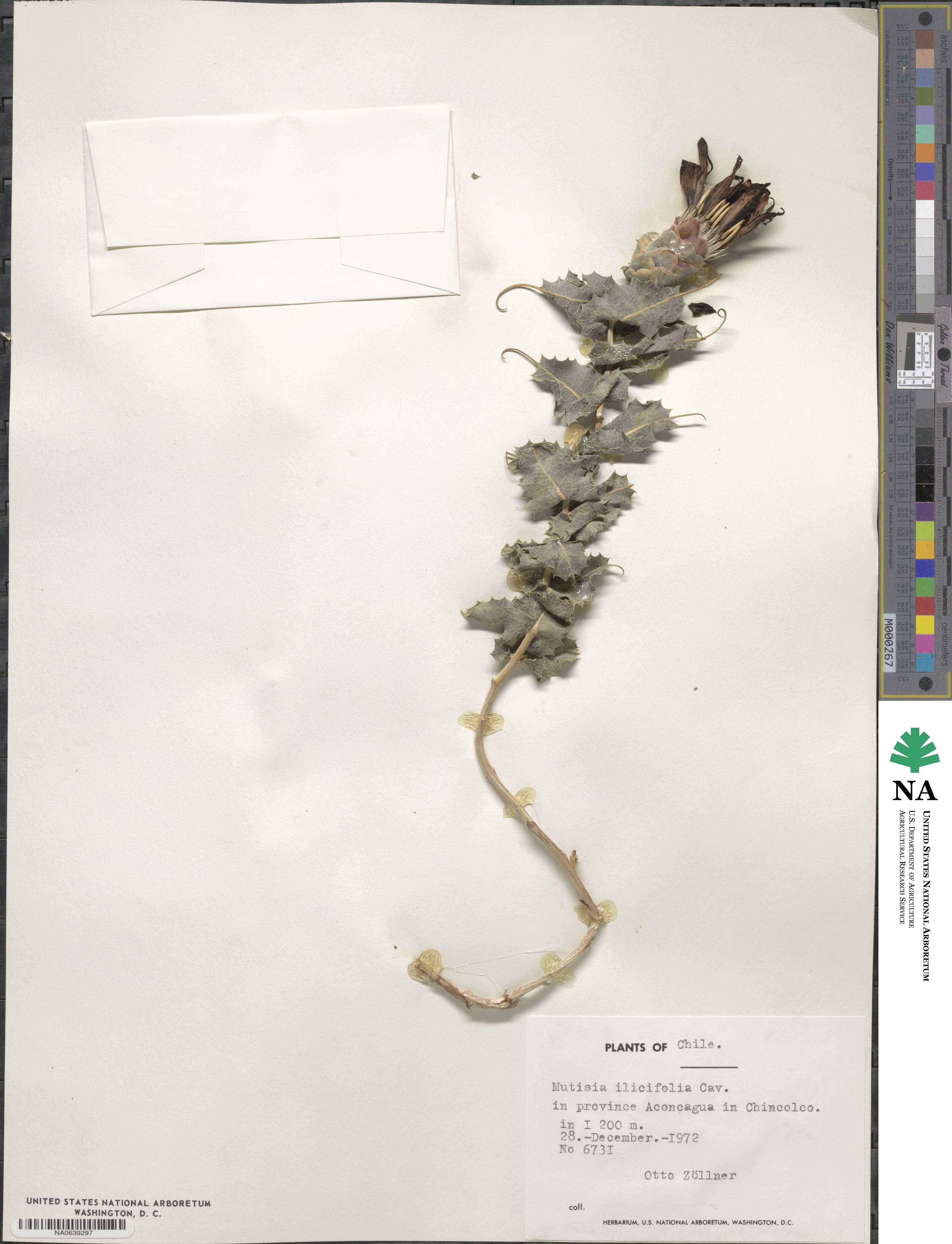 Mutisia ilicifolia image
