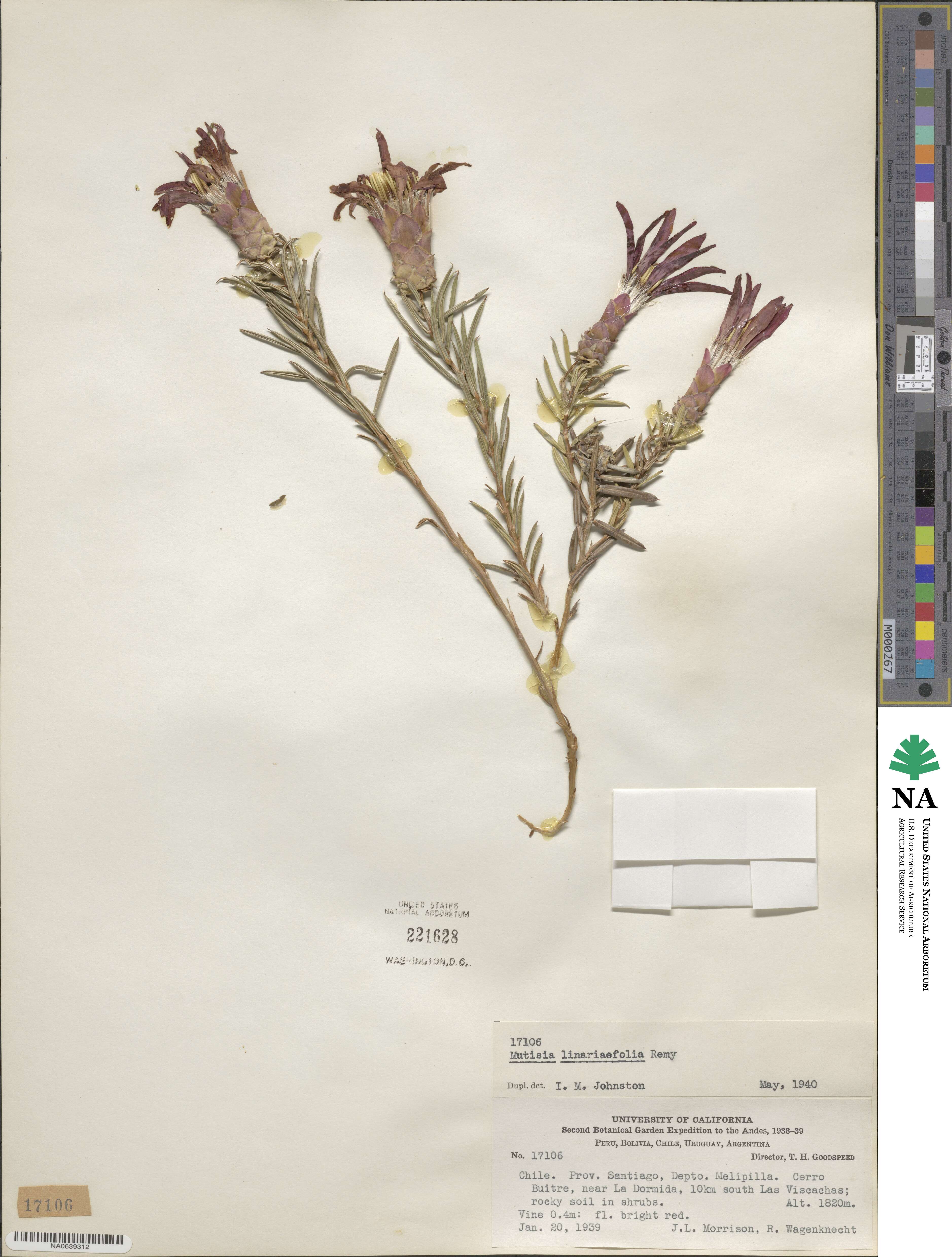 Mutisia linearifolia image