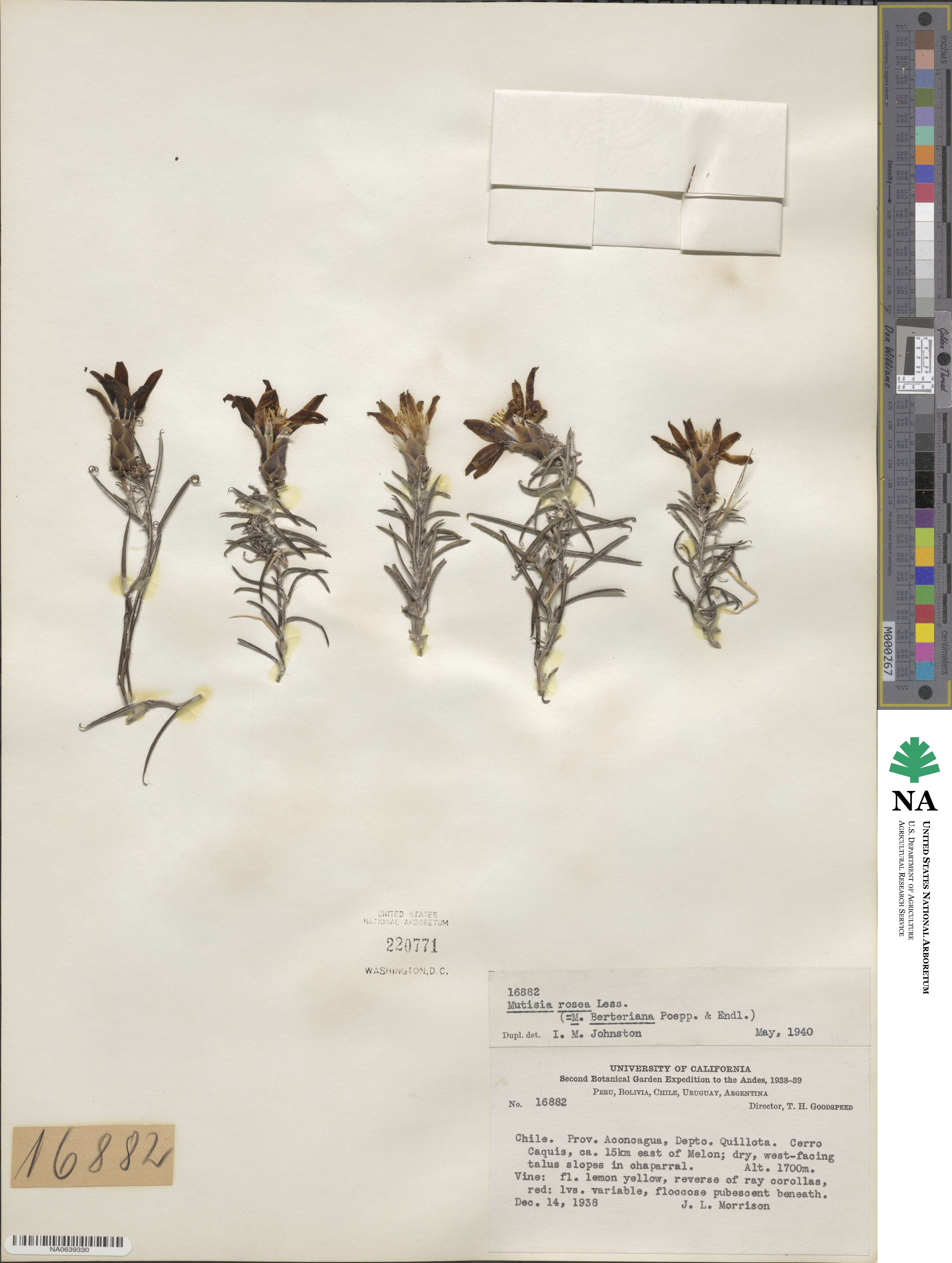 Mutisia rosea image