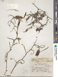 Mutisia spectabilis image