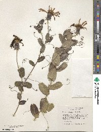 Mutisia spinosa image