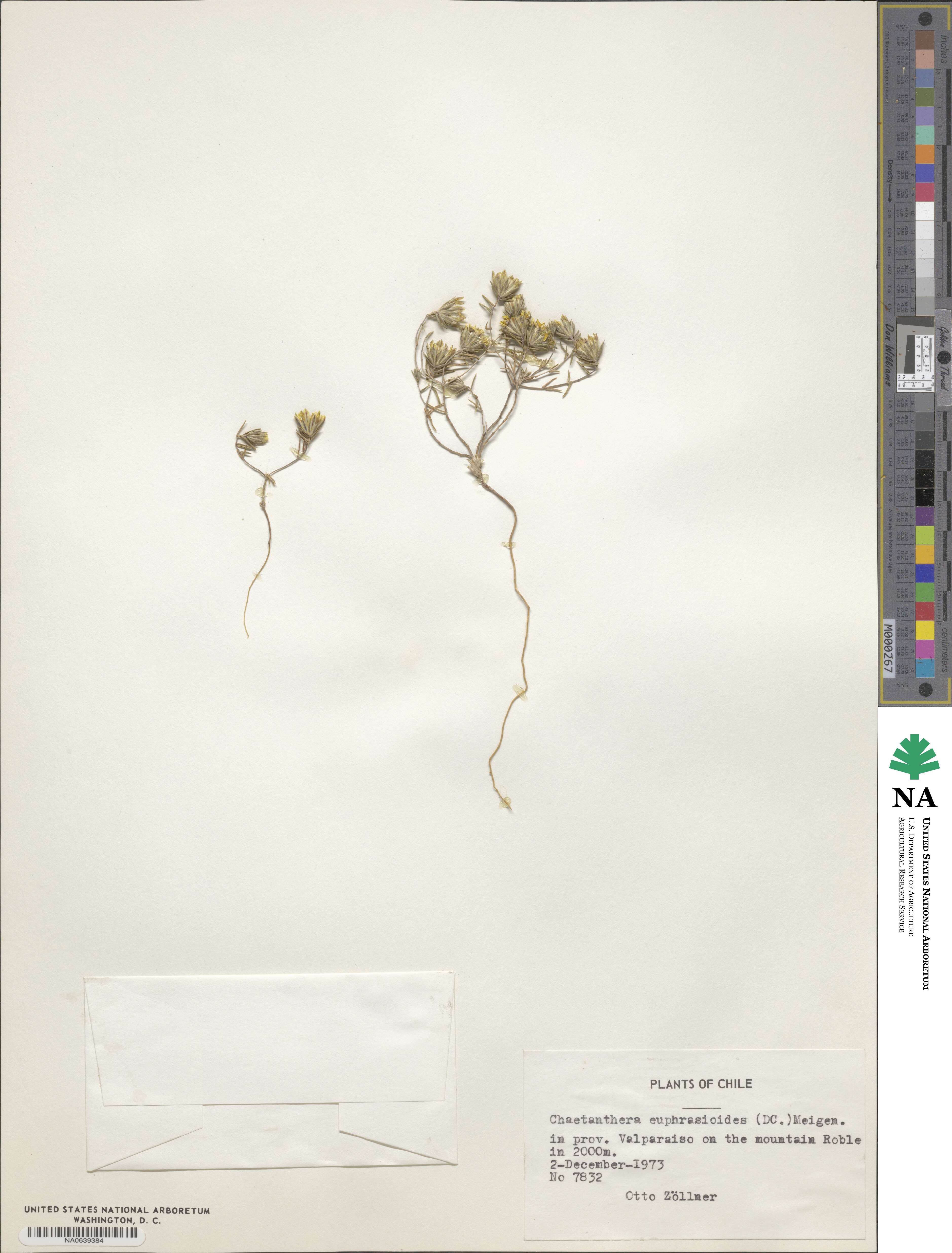 Chaetanthera euphrasioides image