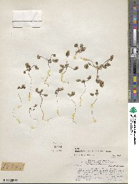 Chaetanthera euphrasioides image