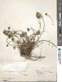 Chaetanthera linearis image