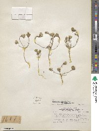 Chaetanthera linearis image