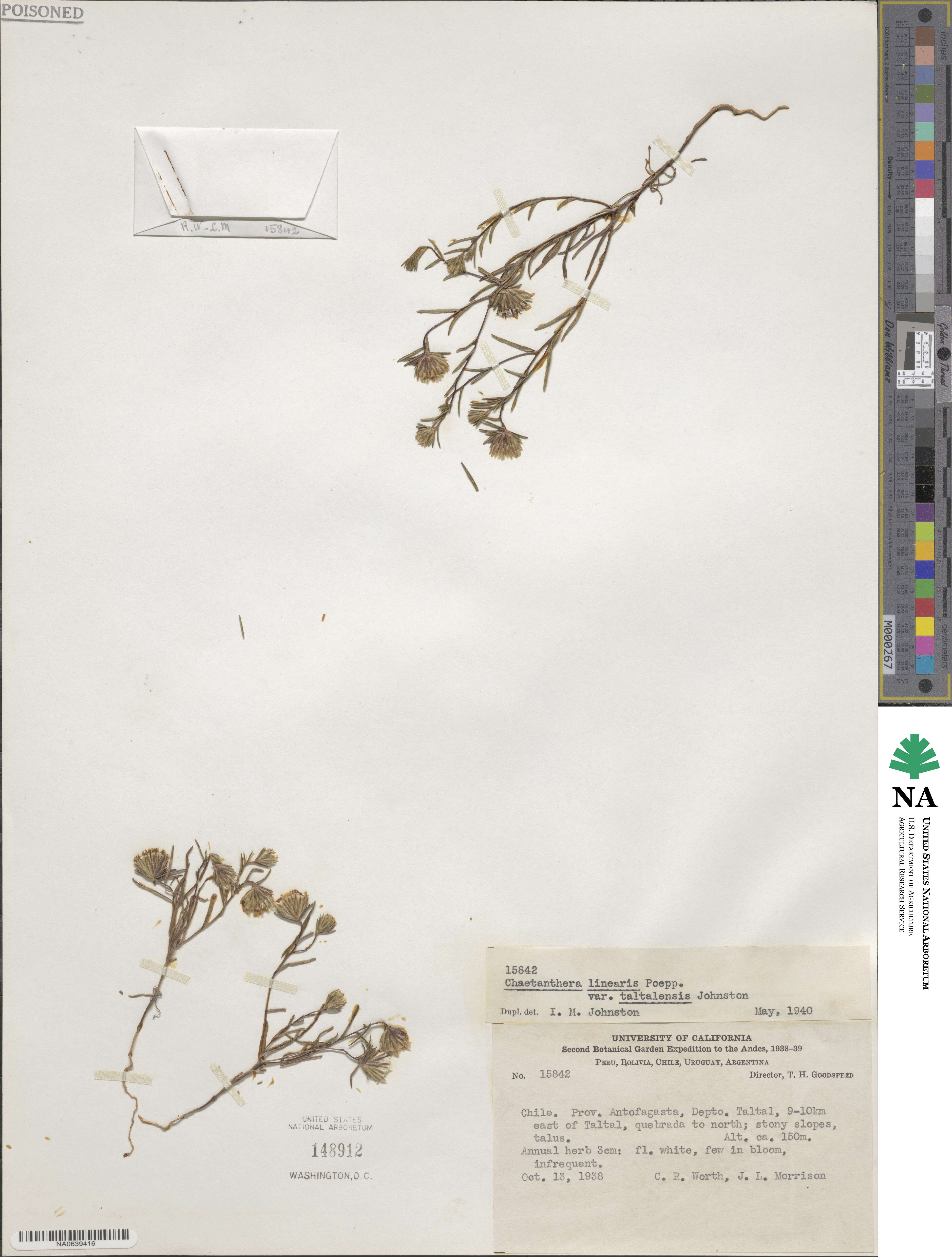 Chaetanthera linearis var. taltalensis image