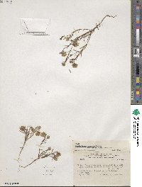 Chaetanthera linearis var. taltalensis image