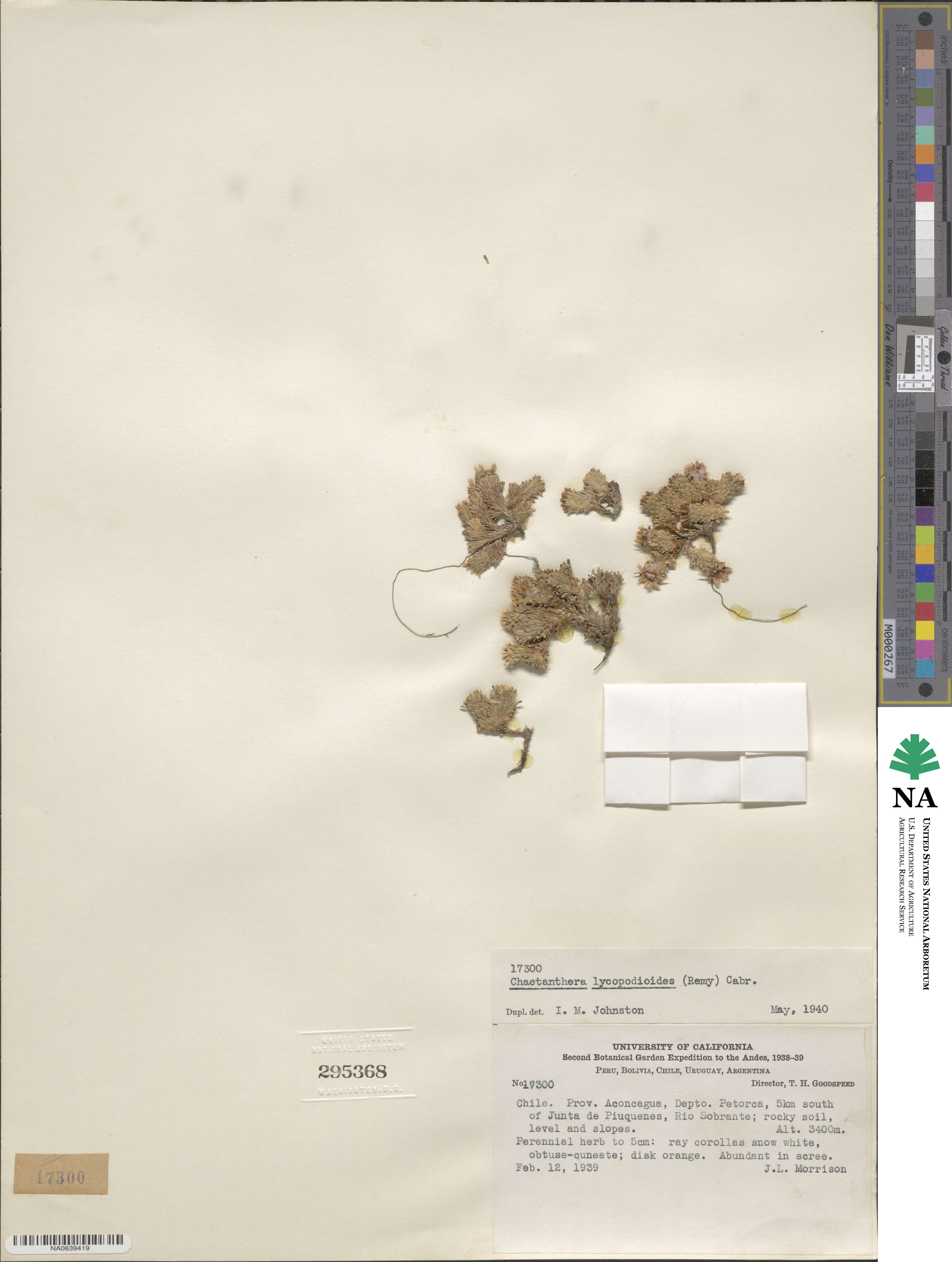 Oriastrum lycopodioides image