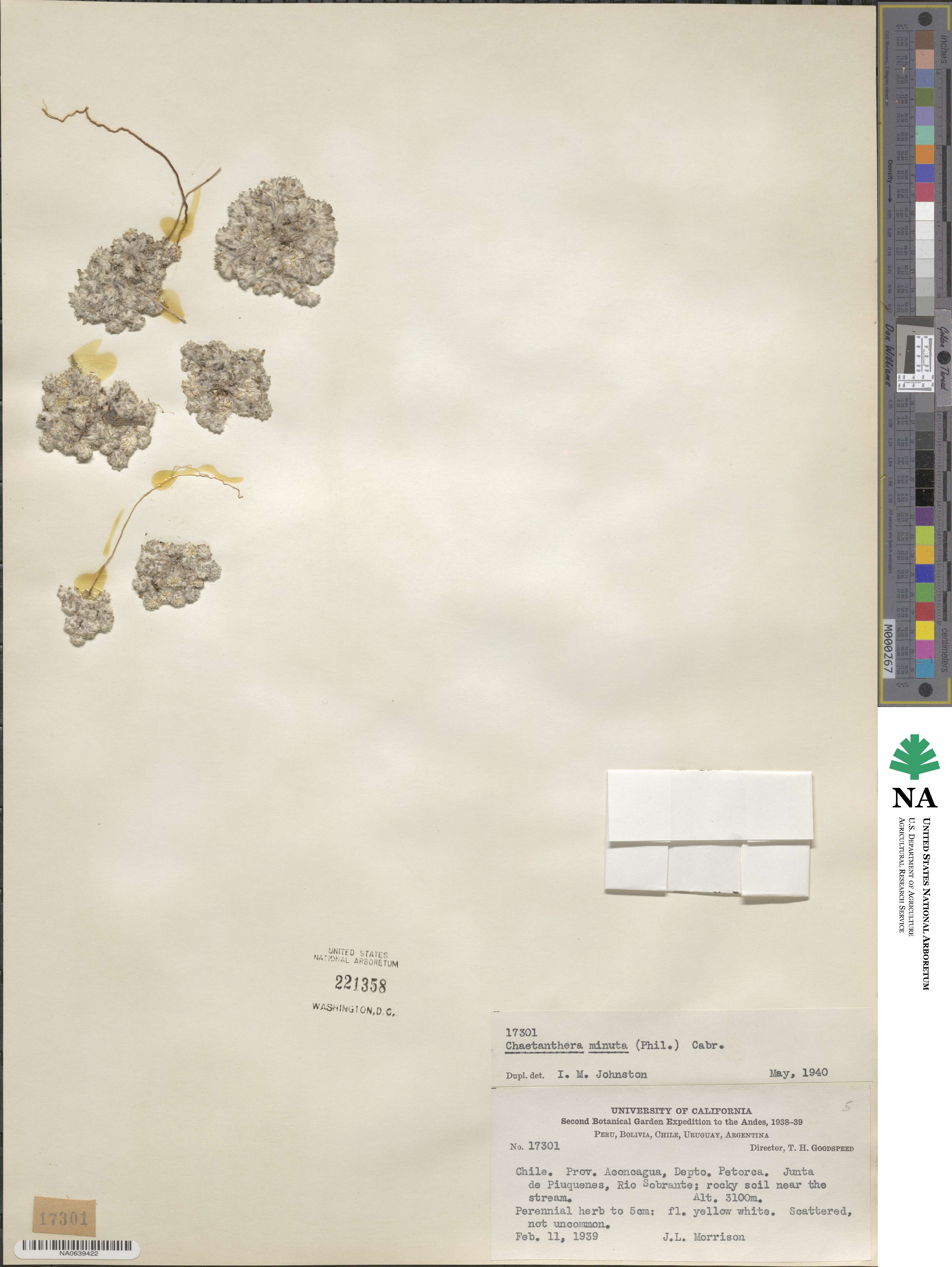 Oriastrum image