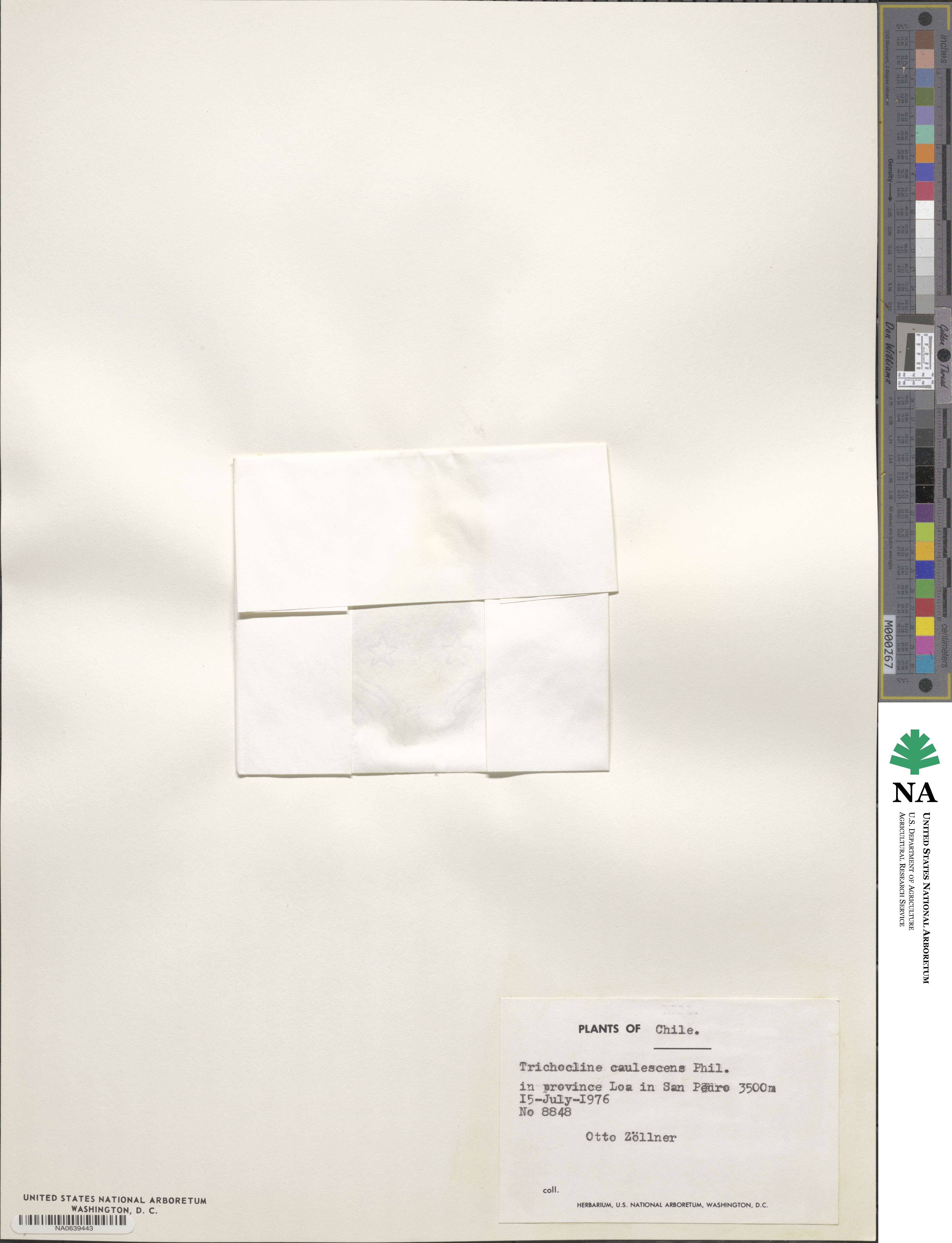 Trichocline caulescens image