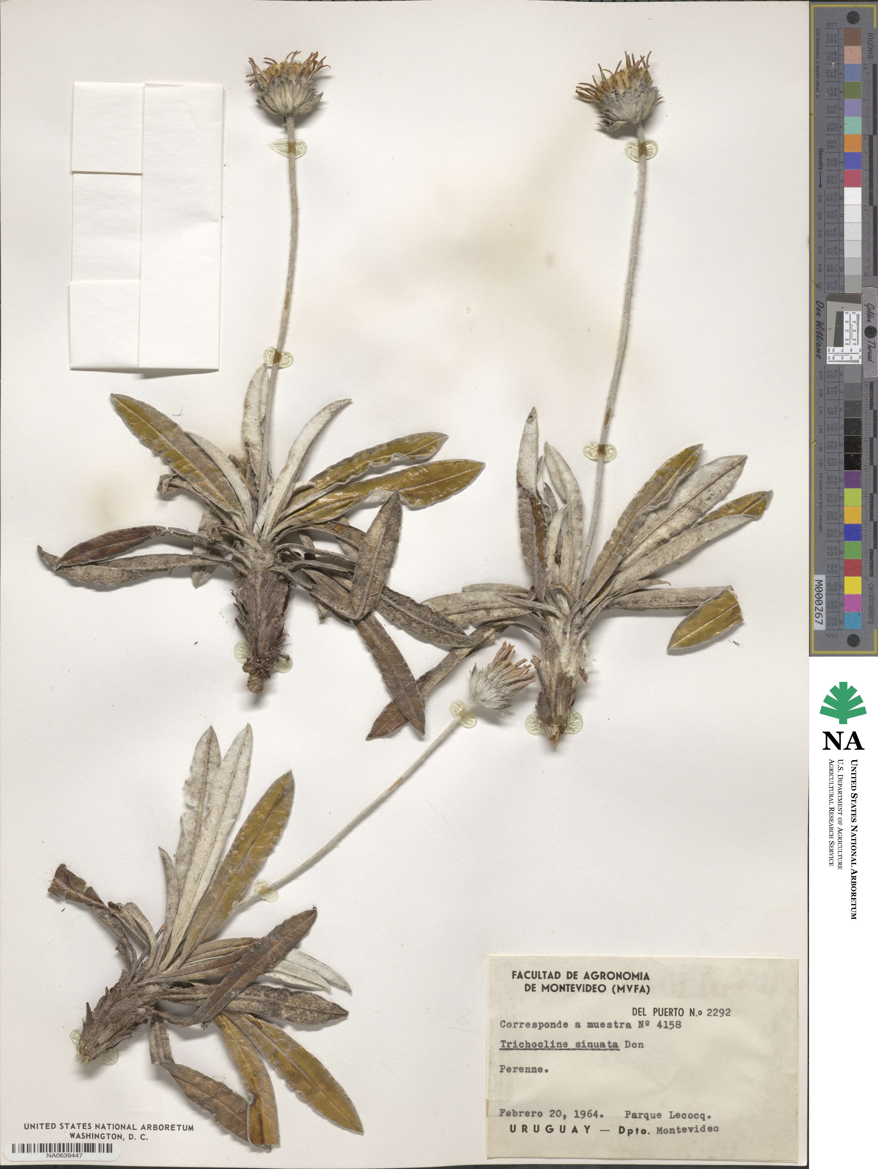 Trichocline sinuata image