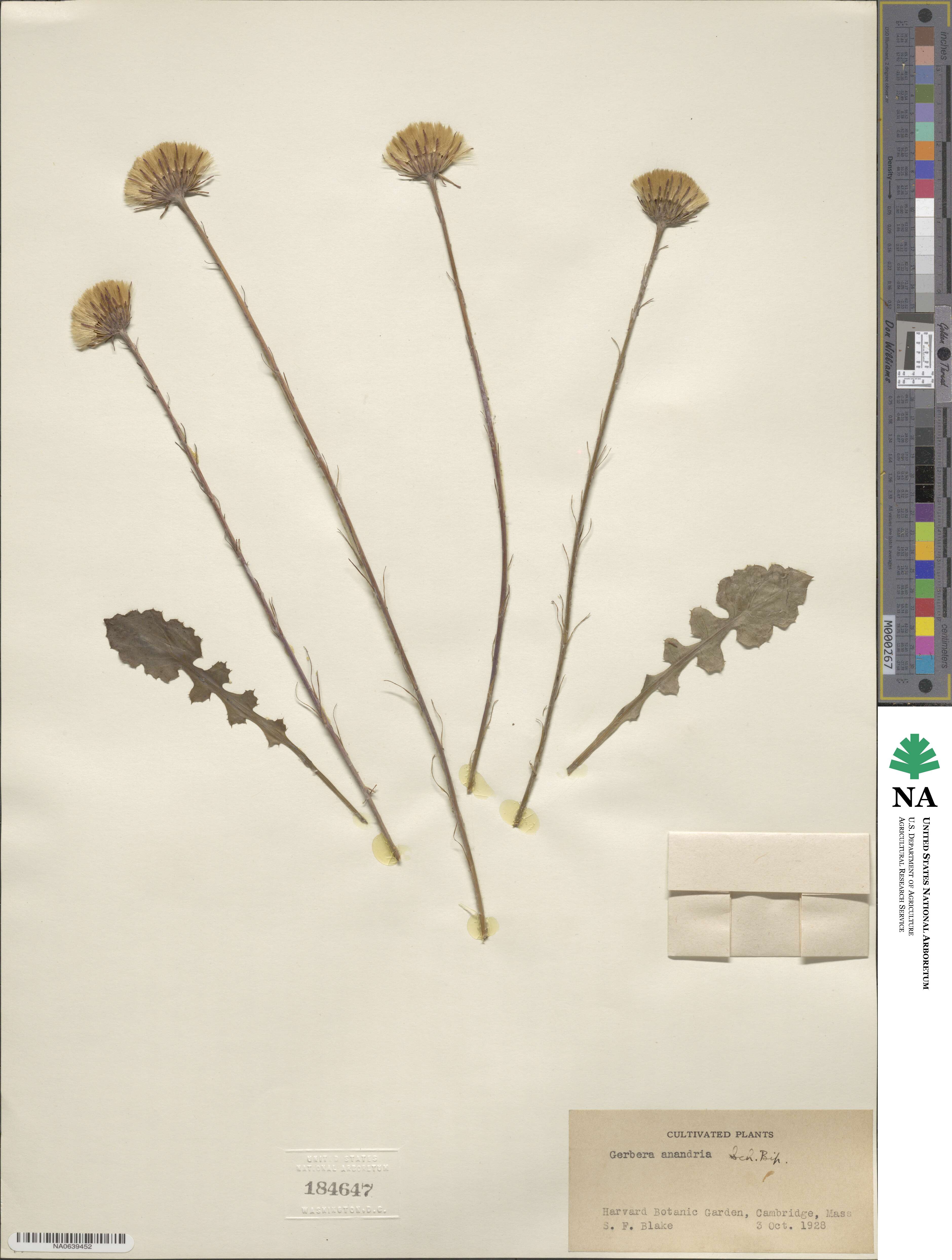 Leibnitzia anandria image