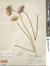 Gerbera jamesonii image