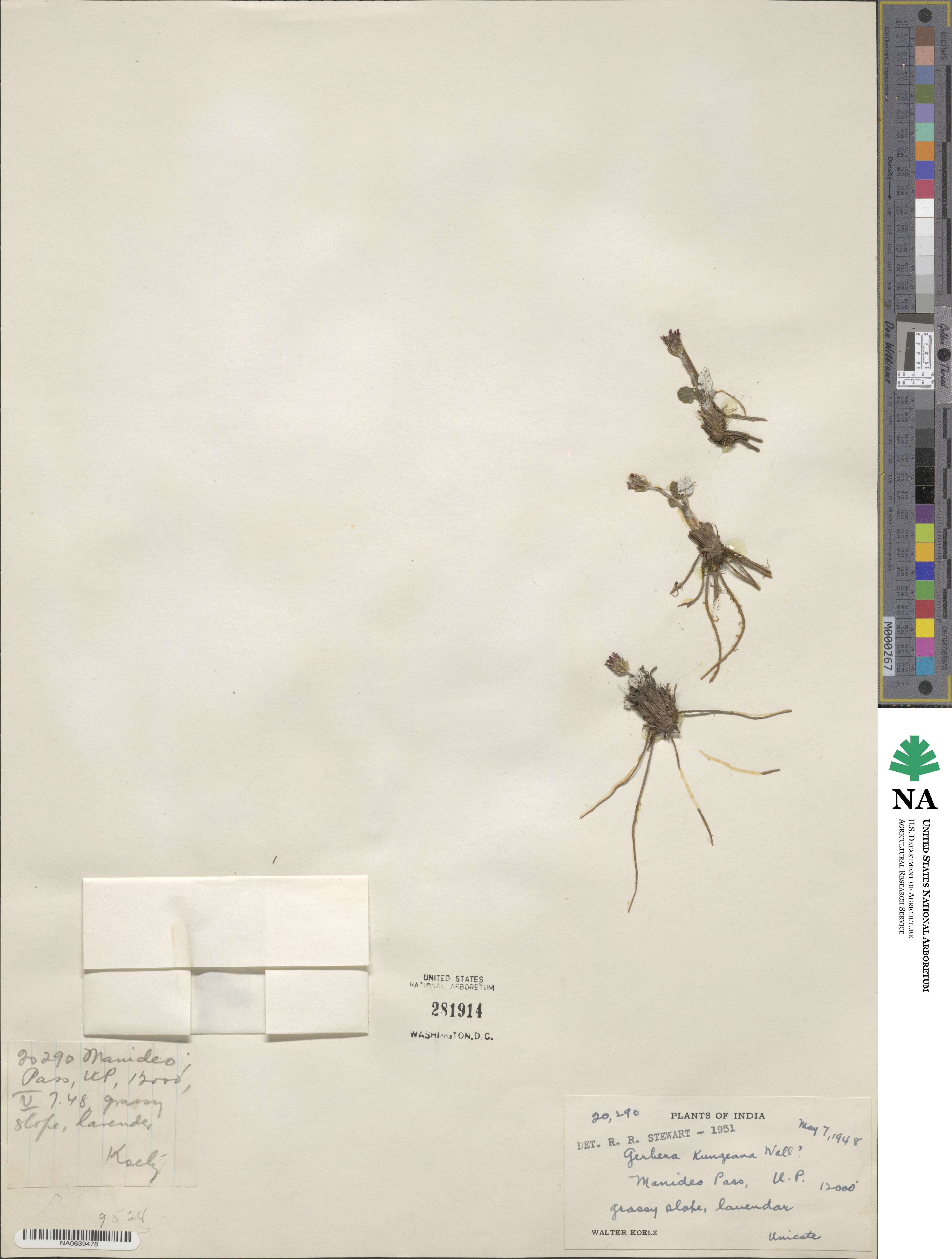 Leibnitzia nepalensis image
