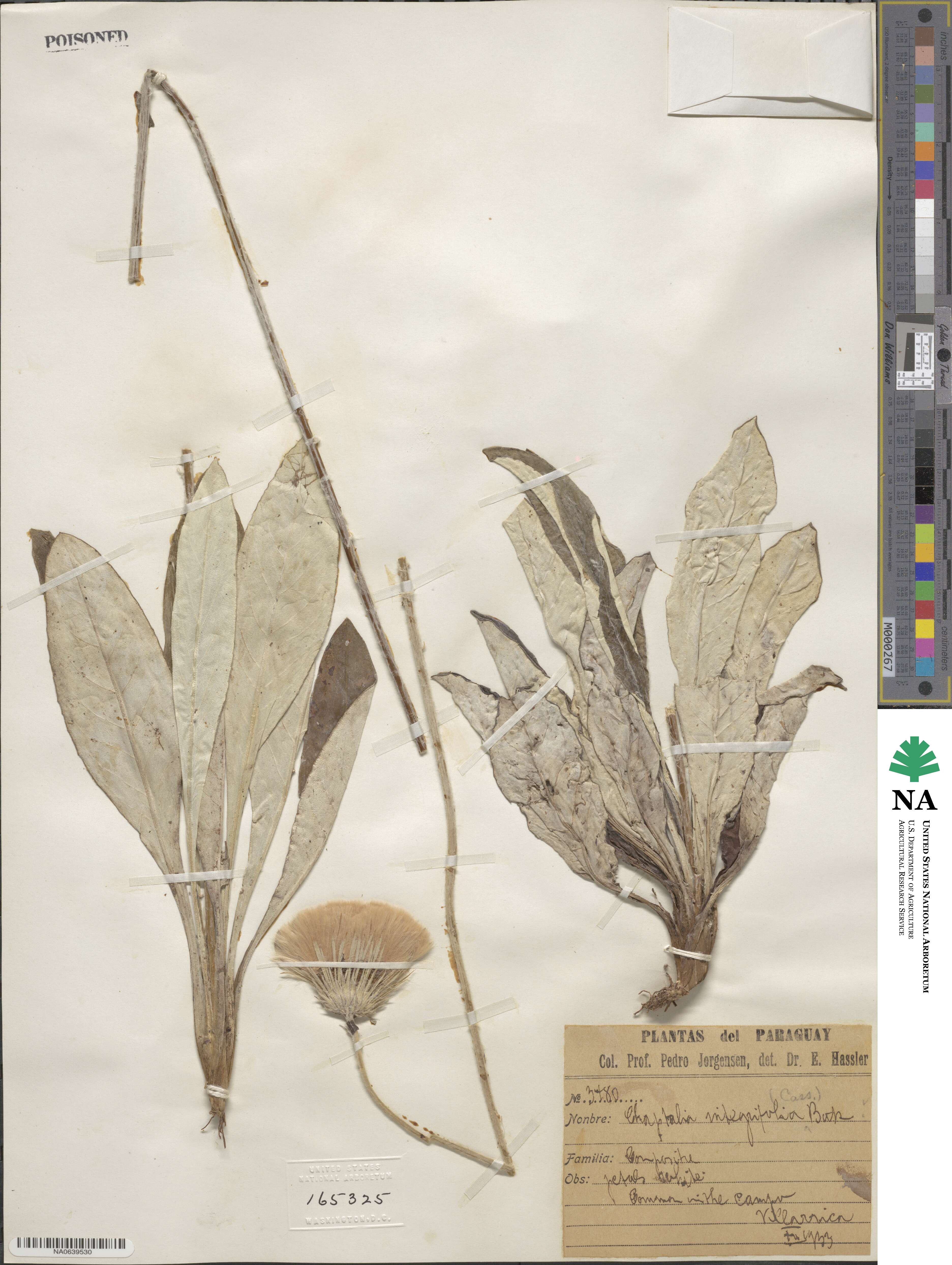 Chaptalia integrifolia image