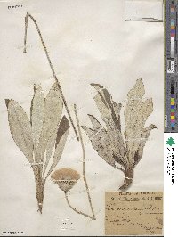 Chaptalia integrifolia image