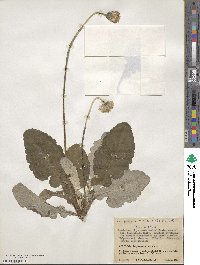 Chaptalia nutans image