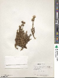 Polyachyrus fuscus image