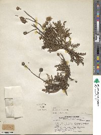 Polyachyrus fuscus image