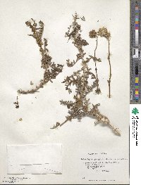 Polyachyrus poeppigii image