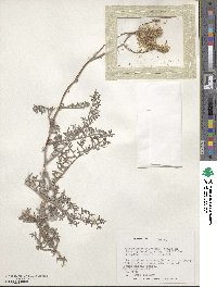 Polyachyrus poeppigii image