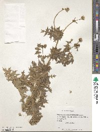 Polyachyrus sphaerocephalus image