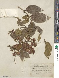 Image of Combretum farinosum