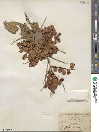 Combretum farinosum image