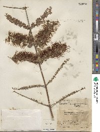 Combretum farinosum image