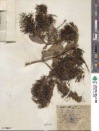 Combretum farinosum image