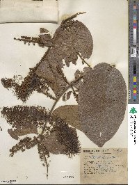 Combretum farinosum image