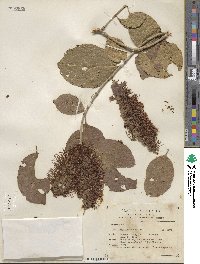 Combretum farinosum image