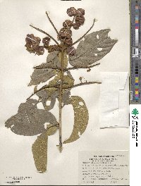 Combretum farinosum image